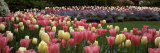 Flowers in a Garden  Butchart Gardens  Brentwood Bay  Vancouver Island  British Columbia  Canada