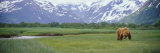 Grizzly Bear Grazing in a Field  Kukak Bay  Katmai National Park  Alaska  USA