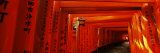 Torii Gates of a Shrine  Fushimi Inari-Taisha  Fushimi Ward  Kyoto  Honshu  Japan