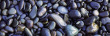 Close-up of Pebbles  Sandymouth Beach  Cornwall  England