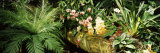 Close-up of Orchids  San Francisco  California  USA