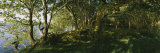 Trees at the Seaside  Kenmare  County Kerry  Munster  Republic of Ireland