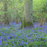 Bluebells in a Wood in England  United Kingdom  Europe