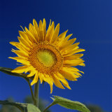 Sunflower  Tuscany  Italy  Europe