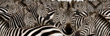 Herd of Zebras