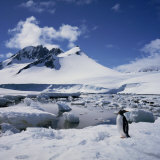 Single Gentoo Penguin on Ice in a Snowy Landscape  on the Antarctic Peninsula  Antarctica