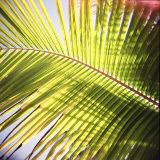Green Palm Leaves  Jambiani  Zanzibar  Tanzania  East Africa