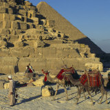 Bedouin and Two Camels Passing by the Pyramids  Giza  UNESCO World Heritage Site  Cairo  Egypt