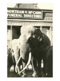 Elephants by Funeral Parlor
