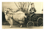Girl with Ringlets in Goat Cart