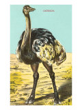 Ostrich