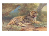 Leopard in the Jungle