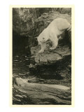 Polar Bear Descending into Water