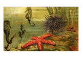 Underwater Scene with Starfish and Seahorses