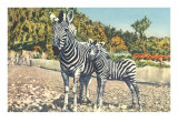 Zebra Mother and Colt