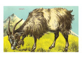 Grazing Goat