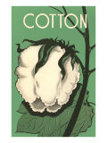 Cotton Boll