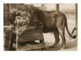 Circus Lion