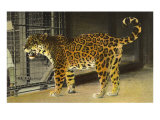 Leopard in Zoo Cage