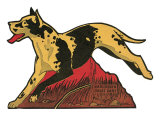 Harlequin Great Dane