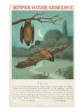 Facts About Bats