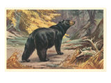 Black Bear