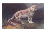 Snow Leopard