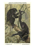 Bonobo Pygmy Chimpanzee