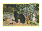 Black Bear in the Wild
