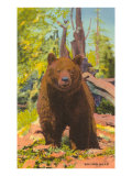 Brown Bear