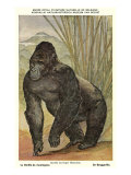 Highland Gorilla