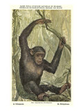 Chimp Swinging