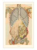The Thorax  Showing Lungs