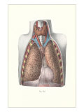 Lungs  Trachea and Thyroid