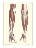 Musculature of the Forearm