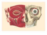 Muscles and Bones of the Face