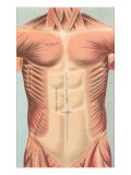 Musculature of the Chest Area