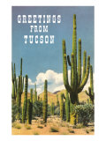 Greetings from Tucson  Arizona  Saguaros
