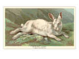 Alpine Hare