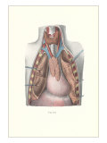 Autopsy of Chest Cavity