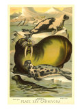 Seals on Ice