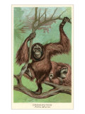 Orangutan