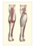 Musculature of the Lower Leg
