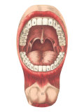 Diagram of Mouth and Teeth