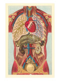 Interior View of Human Abdomen
