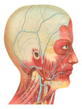 Muscles and Veins of the Head and Neck