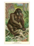 Gorilla