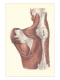 Muscles of the Back