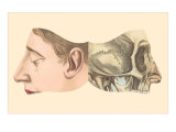 Interior and Exterior Views of Face