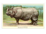 Indian Rhinoceros